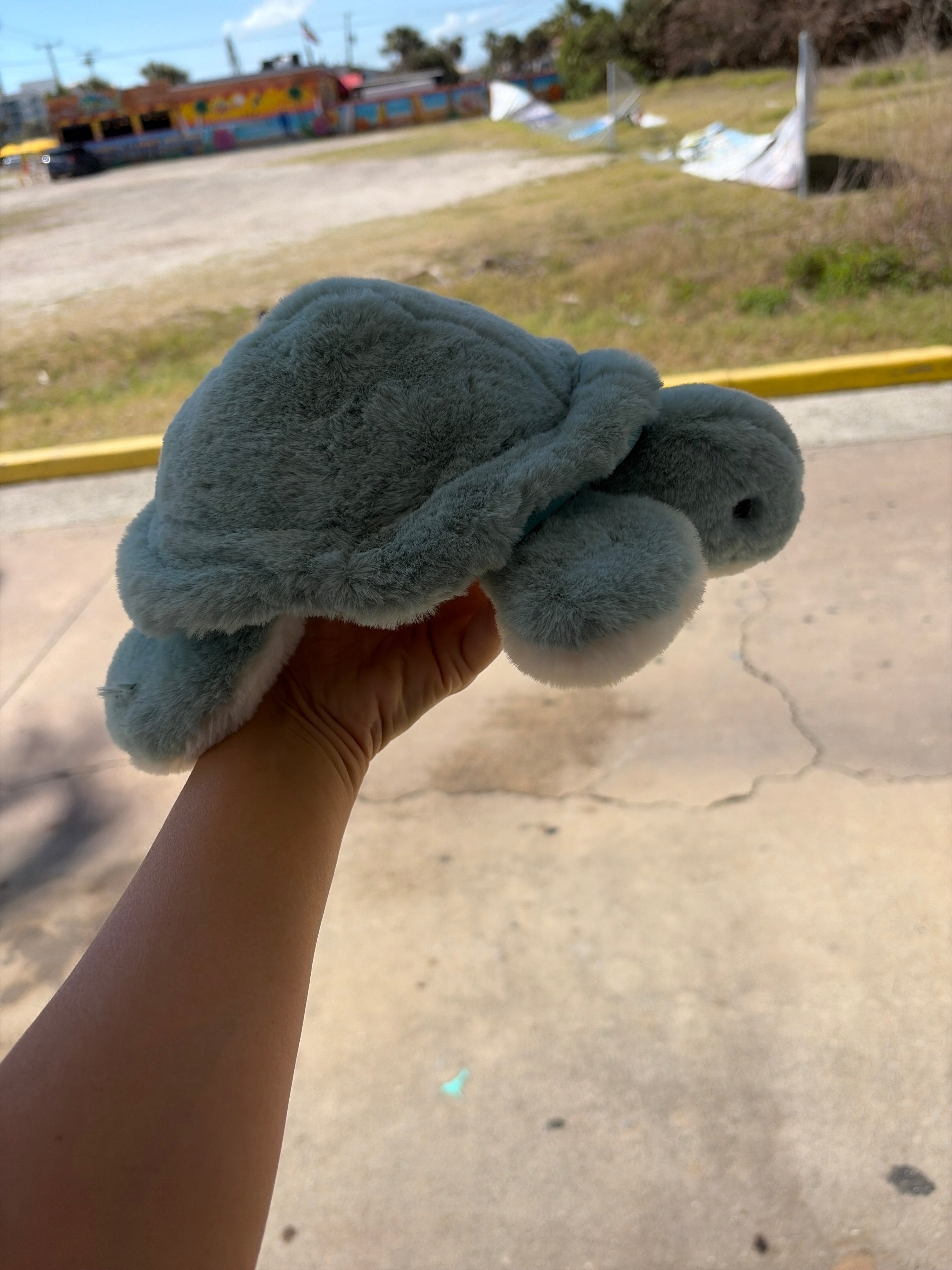 Jade the turtle! – Surfin' Turtle Shop